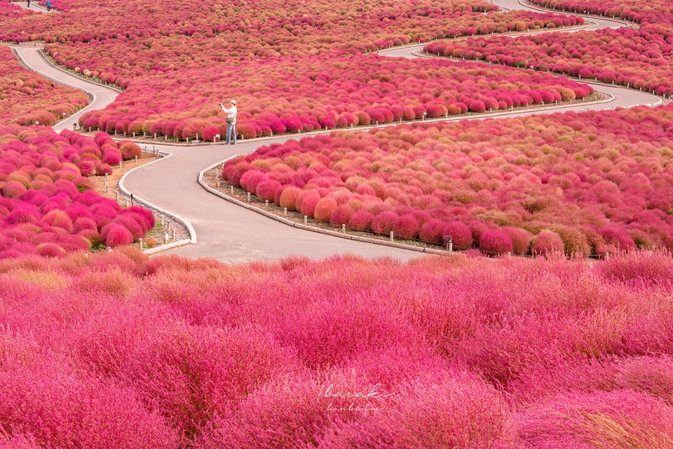 地域: 茨城