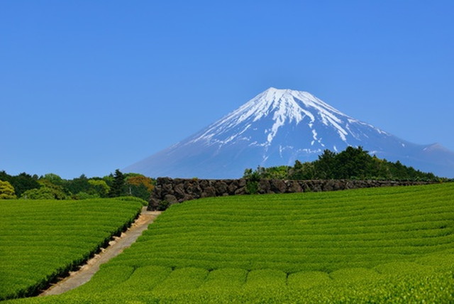 地域: 静岡